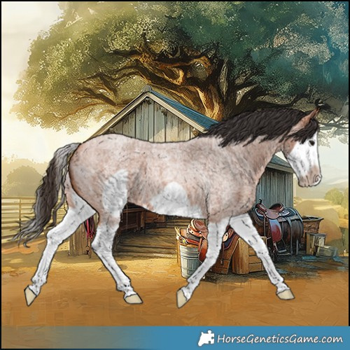 Horse Color:Bay Roan Splash Frame 