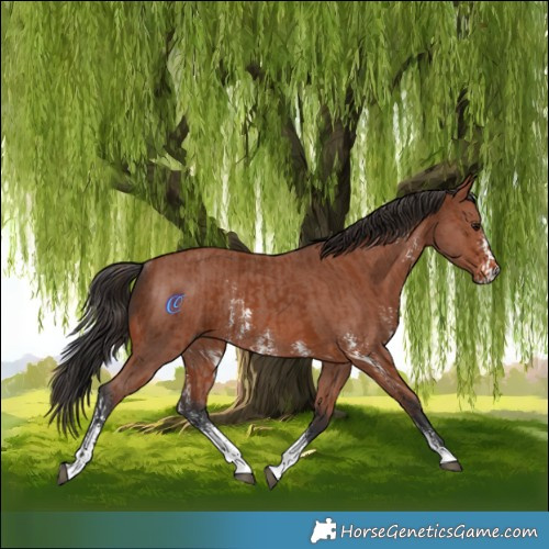 Horse Color:Bay Sabino Rabicano  and Bay Sabino Rabicano 