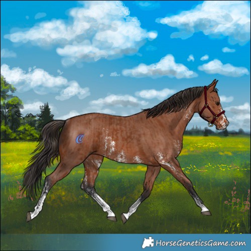 Horse Color:Bay Sabino Rabicano  and Bay Sabino Rabicano 