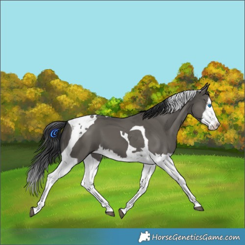 Horse Color:Grullo Splash Tobiano