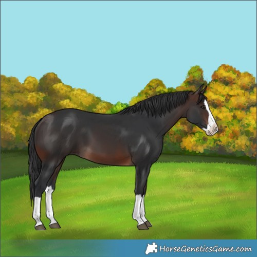 Horse Color:Brown Splash 