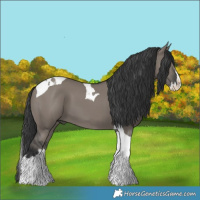 Horse Color:Grullo Splash Tobiano 