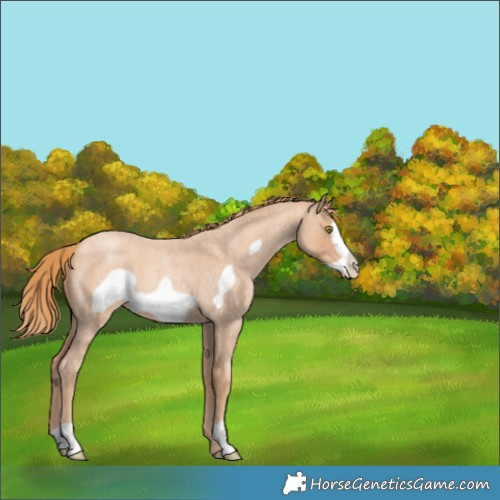 Horse Color:Gold Champagne Roan Frame 