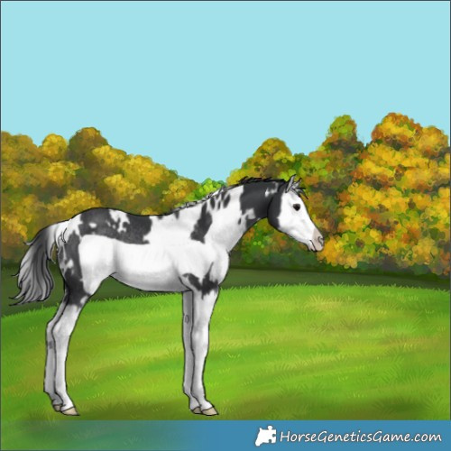 Horse Color:White Spotted Black Splash Frame Appaloosa Rabicano