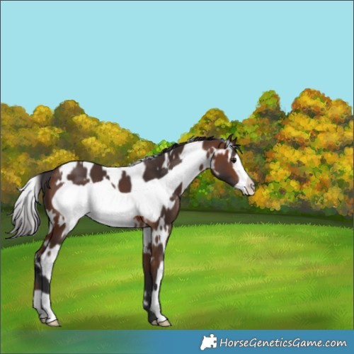 Horse Color:White Spotted Brown Frame