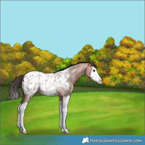 Horse Color:Bay Roan Splash Appaloosa 
