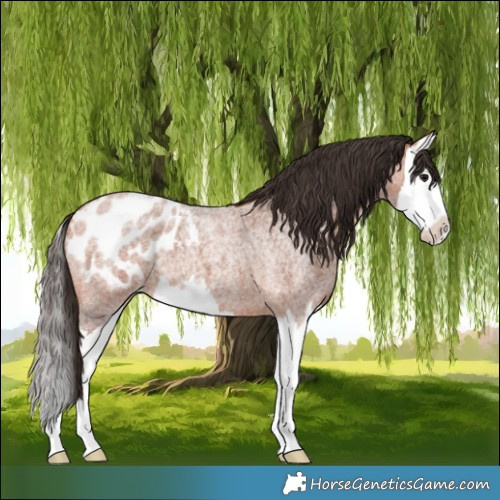 Horse Color:Bay Roan Splash Appaloosa