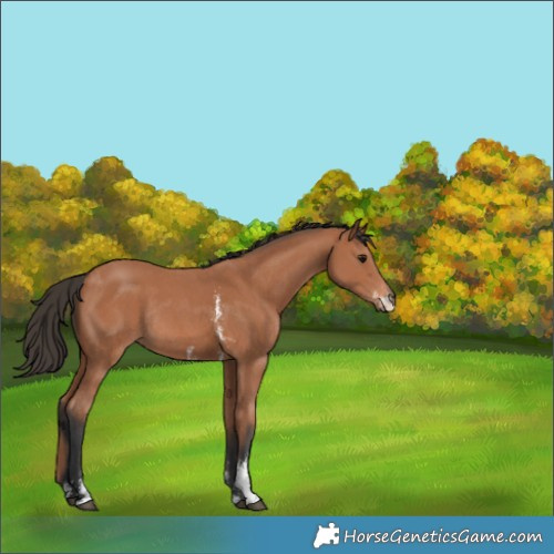 Horse Color:Bay Sabino Rabicano