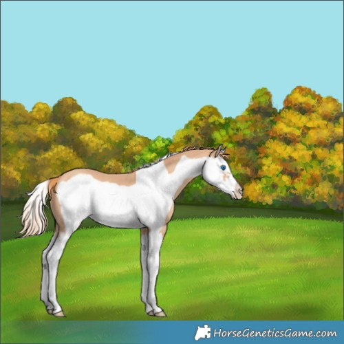 Horse Color:Gold Champagne Splash Frame
