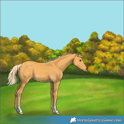 Horse Color:Palomino 