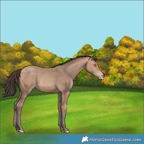 Horse Color:Amber Champagne