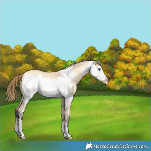 Horse Color:Buckskin Dun Frame Appaloosa 
