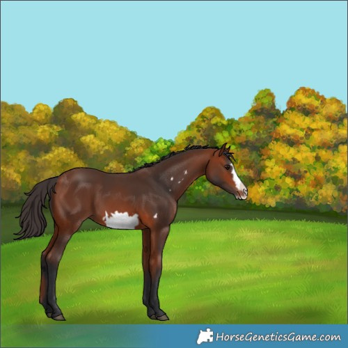 Horse Color:Bay Frame 