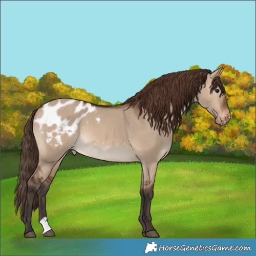 Horse Color:Brown Dun Appaloosa 