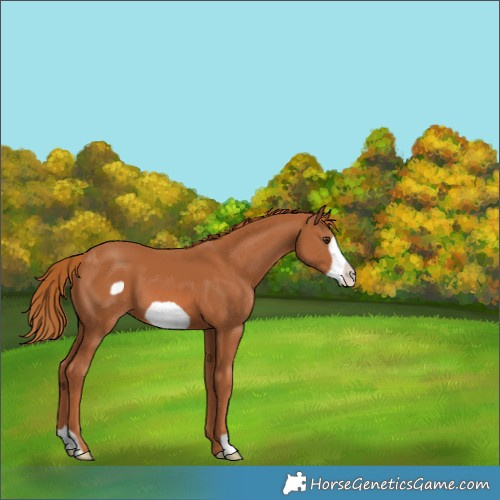 Horse Color:Chestnut Frame 