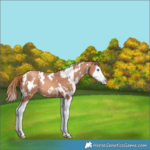 Horse Color:White Spotted Gold Champagne Splash 
