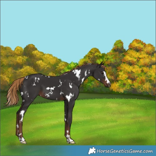 Horse Color:White Spotted Liver Chestnut