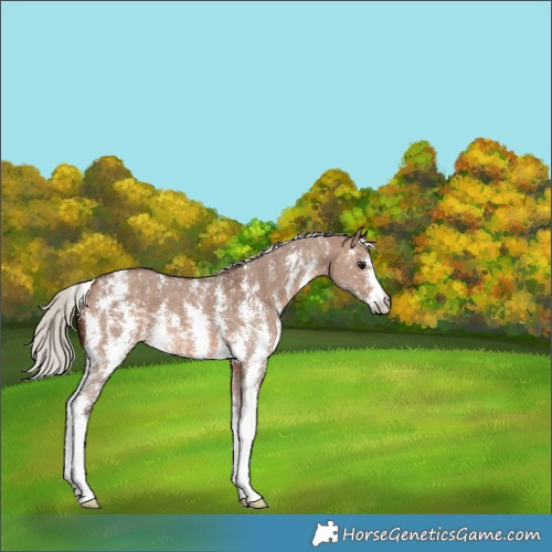 Horse Color:Silver Bay Dun Sabino Appaloosa 
