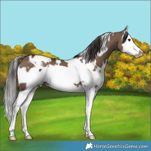 Horse Color:White Spotted Liver Red Dun Splash Frame Appaloosa 