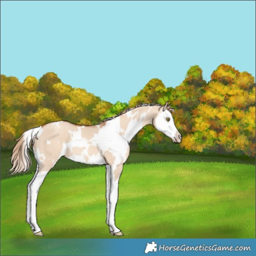 Horse Color:White Spotted Gold Champagne Dun Splash 