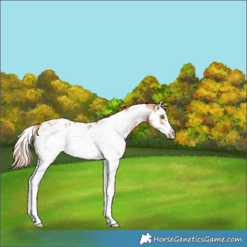 Horse Color:Gold Champagne Sabino Splash Frame Appaloosa 