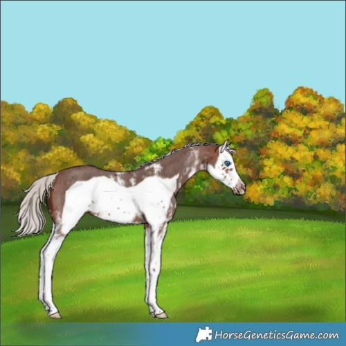 Horse Color:Silver Brown Sabino Splash Frame 