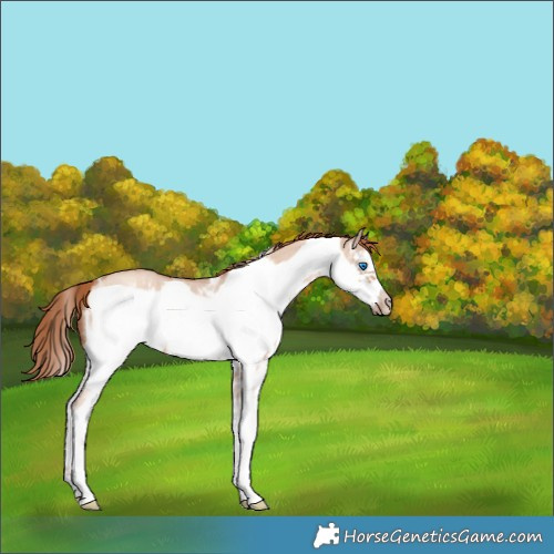 Horse Color:Gold Champagne Dun Sabino Frame 