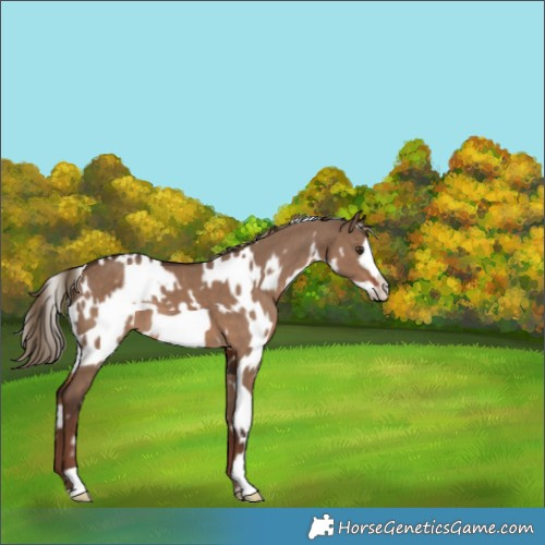 Horse Color:White Spotted Liver Red Dun Frame 