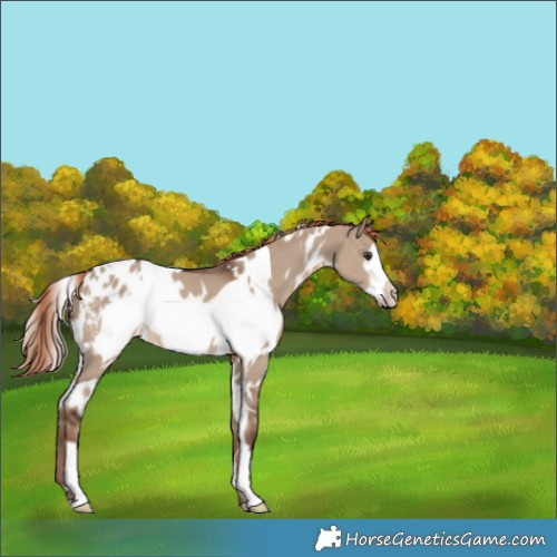 Horse Color:White Spotted Liver Red Dun Frame Appaloosa 