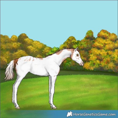 Horse Color:Gold Champagne Sabino Splash Frame Appaloosa 