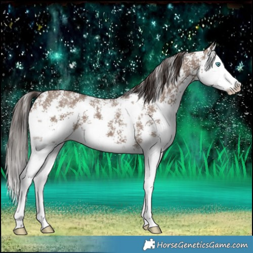 Horse Color:Liver Red Dun Sabino Splash 