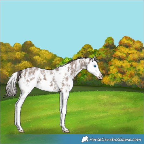 Horse Color:Liver Red Dun Sabino Splash 
