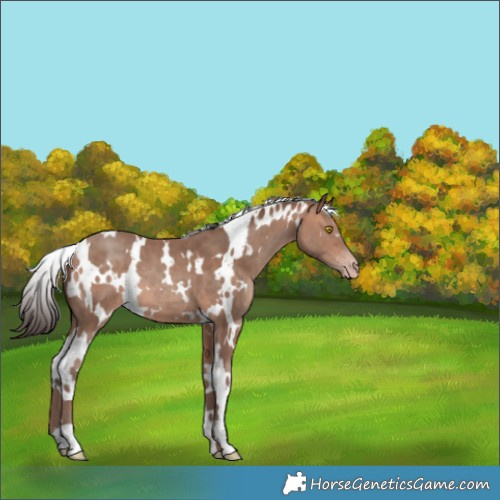Horse Color:White Spotted Amber Champagne 