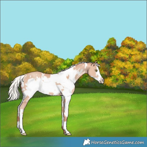 Horse Color:White Spotted Silver Amber Champagne Frame 