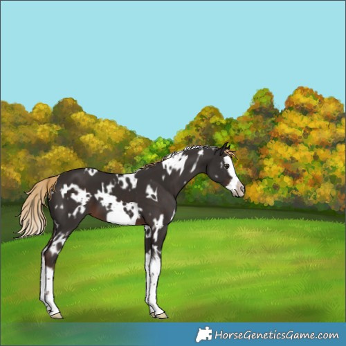 Horse Color:White Spotted Liver Chestnut Splash Frame 