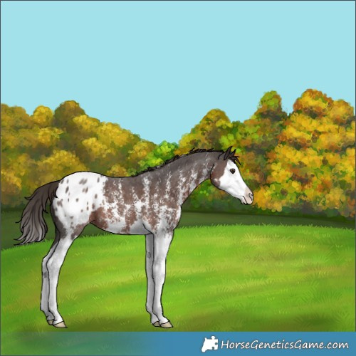 Horse Color:Liver Chestnut Sabino Splash Appaloosa