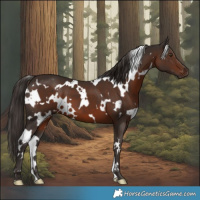 Horse Color:White Spotted Liver Chestnut