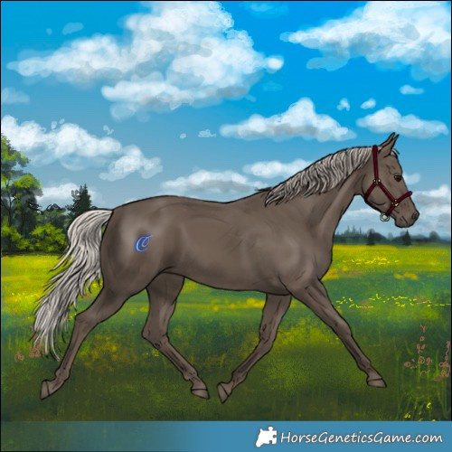 Horse Color:Silver Black Rabicano 