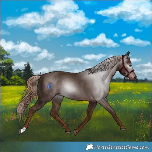 Horse Color:Gray Chestnut