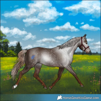 Horse Color:Gray Chestnut 