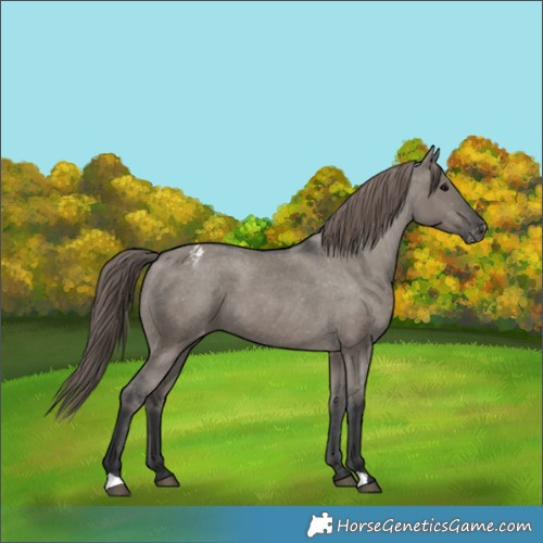 Horse Color:Grullo Varnish 