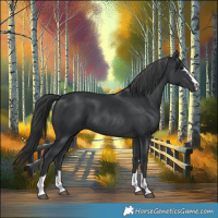 Horse Color:Black 