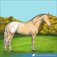 Horse Color:Palomino Appaloosa 