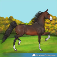 Horse Color:Brown 