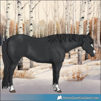 Horse Color:Black 
