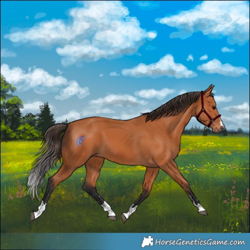 Horse Color:Bay 
