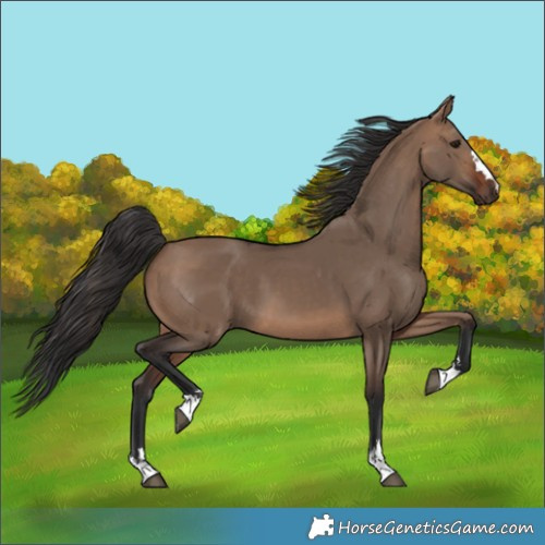 Horse Color:Brown Dun 