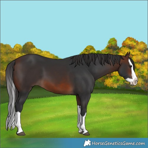 Horse Color:Brown Splash 