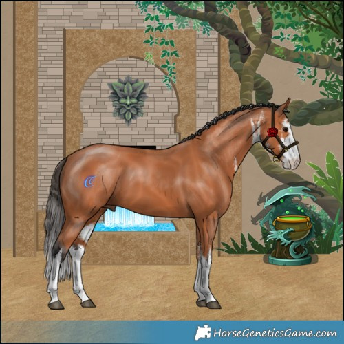Horse Color:White Spotted Bay 