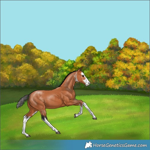 Horse Color:White Spotted Bay